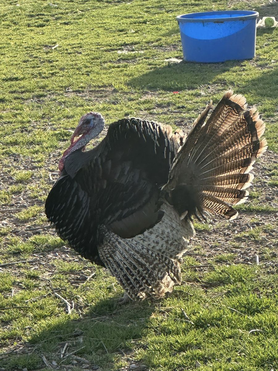 Tom turkey narganset X rio