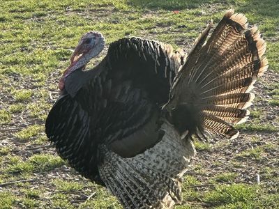 Tom turkey narganset X rio