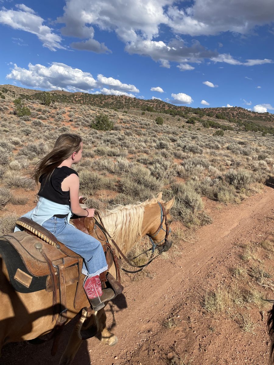 16 Year old Fox Trotter Mare