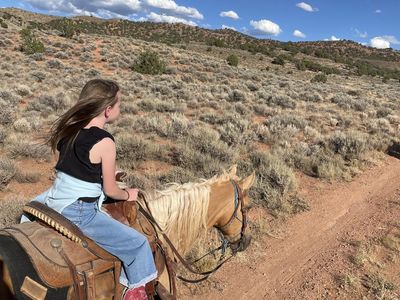 16 Year old Fox Trotter Mare