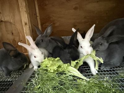 Standard Rex Rabbits for Sale - 10-week-old Babies - Black, Blue, White, & 10-month-old Blue Proven Doe