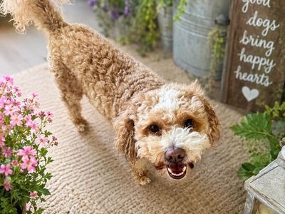 Mini Poodle 13 lbs