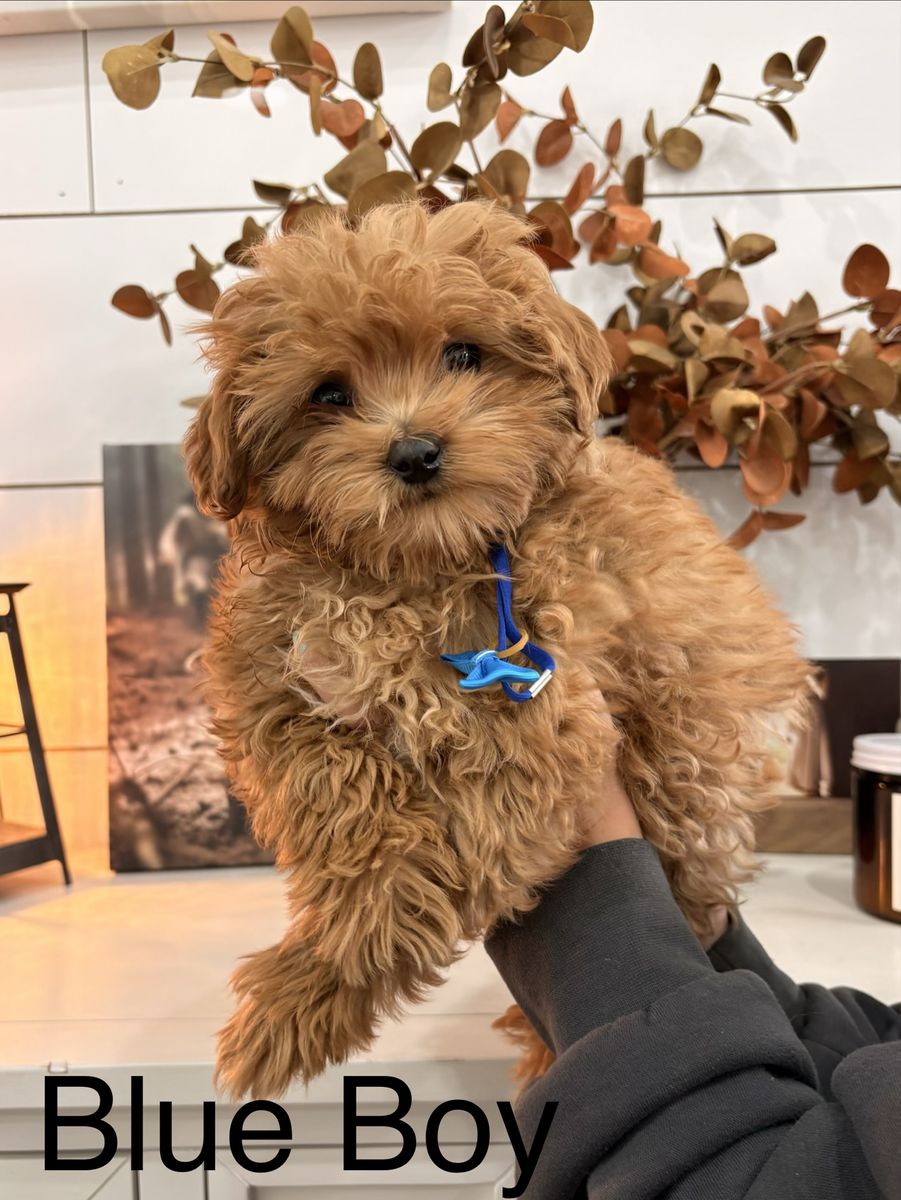 F1bb Micro Goldendoodle Puppy Male