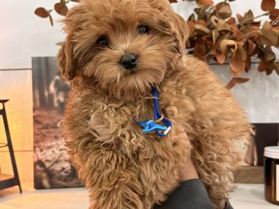 F1bb Micro Goldendoodle Puppy Male