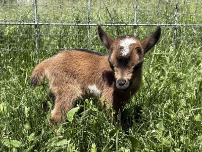 Nigerian Dwarf bucklings