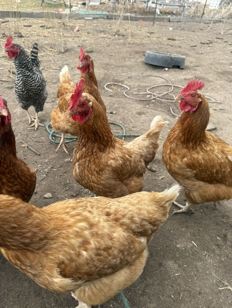 Red Sex Link Chickens