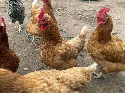 Red Sex Link Chickens