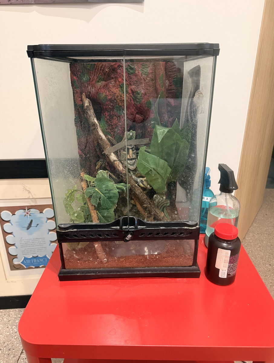 Lizard plus aquarium - FREE