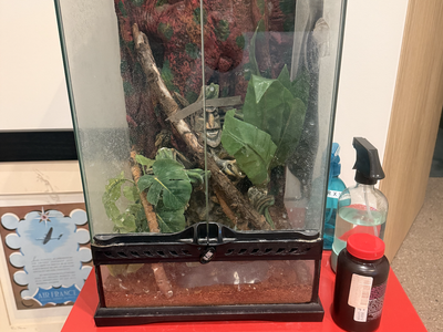 Lizard plus aquarium - FREE