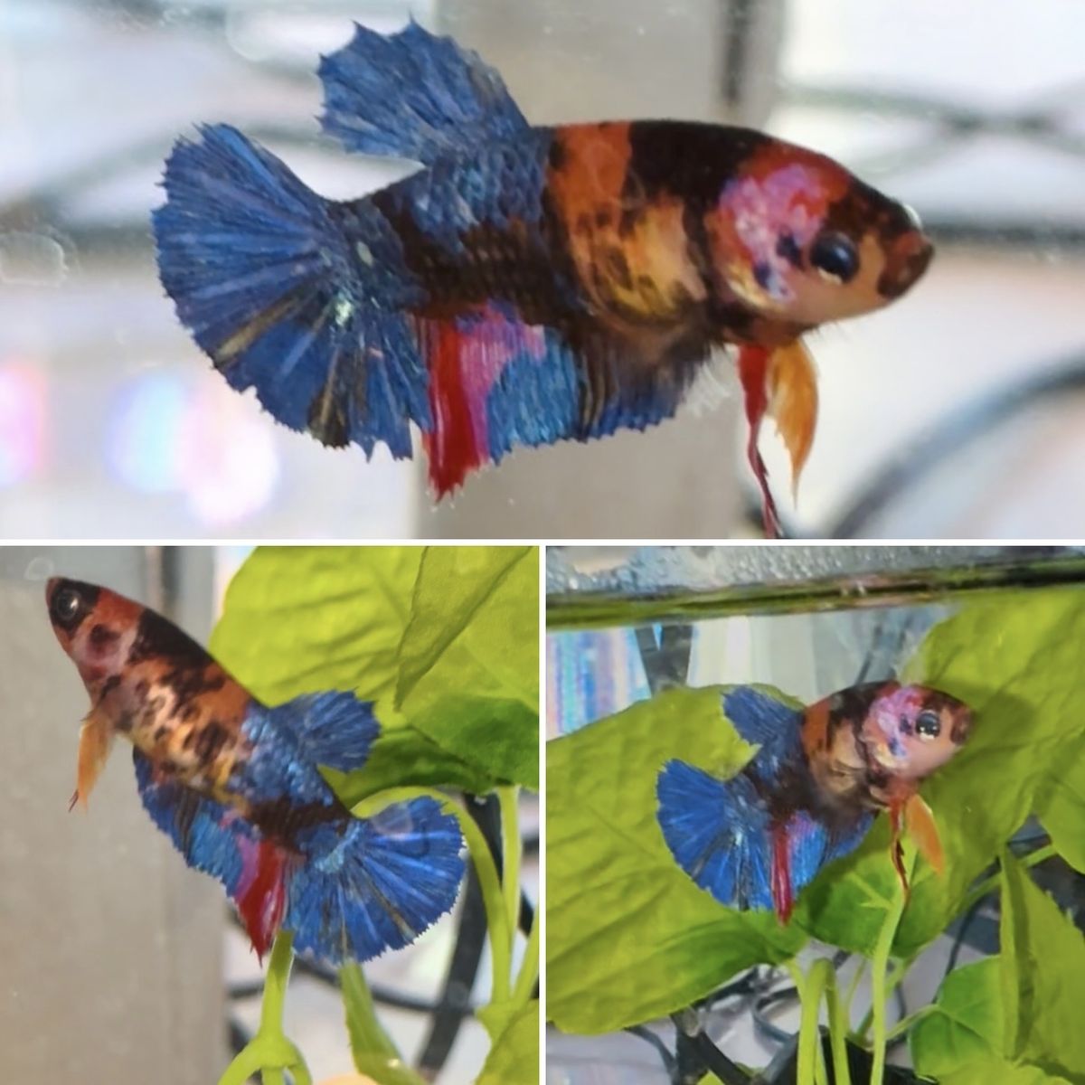 Koi Female Plakat Betta Imported