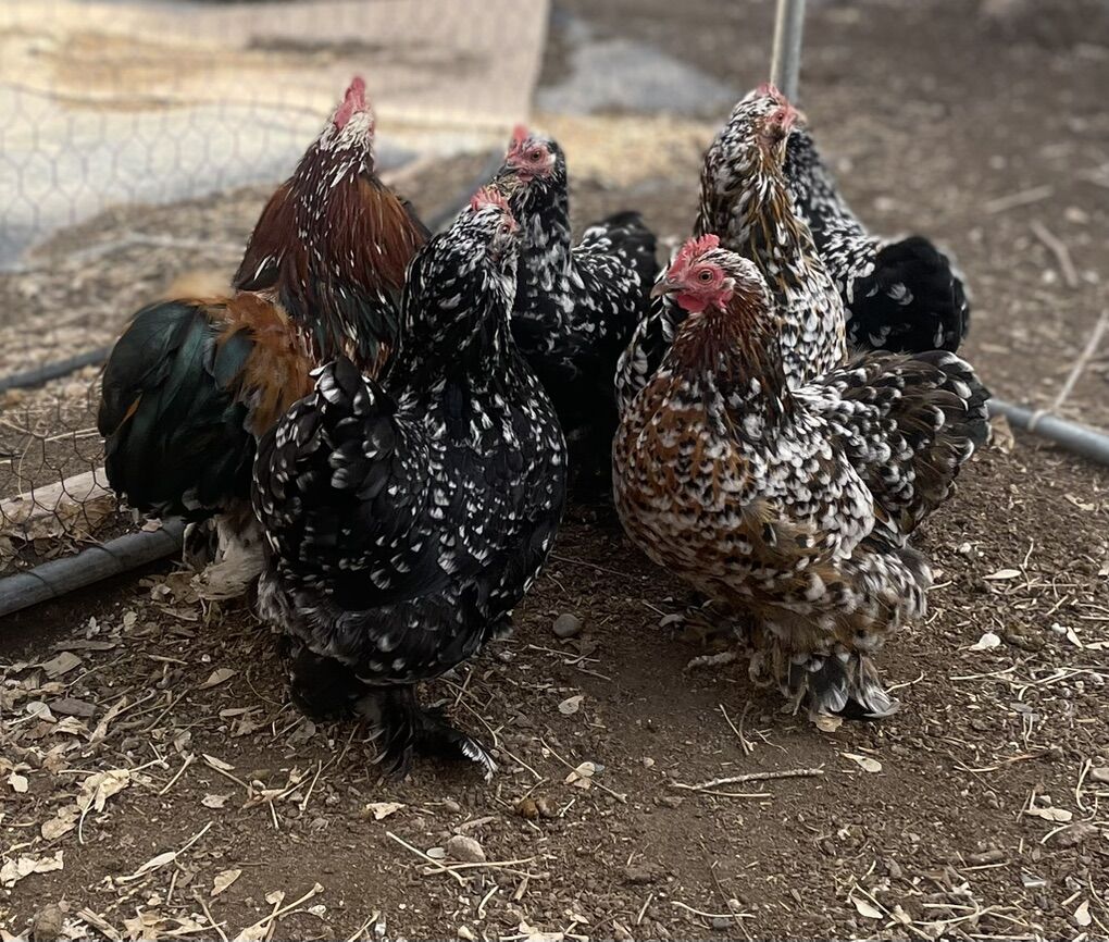 Fertile Bantam Cochin Eggs 1 Dozen