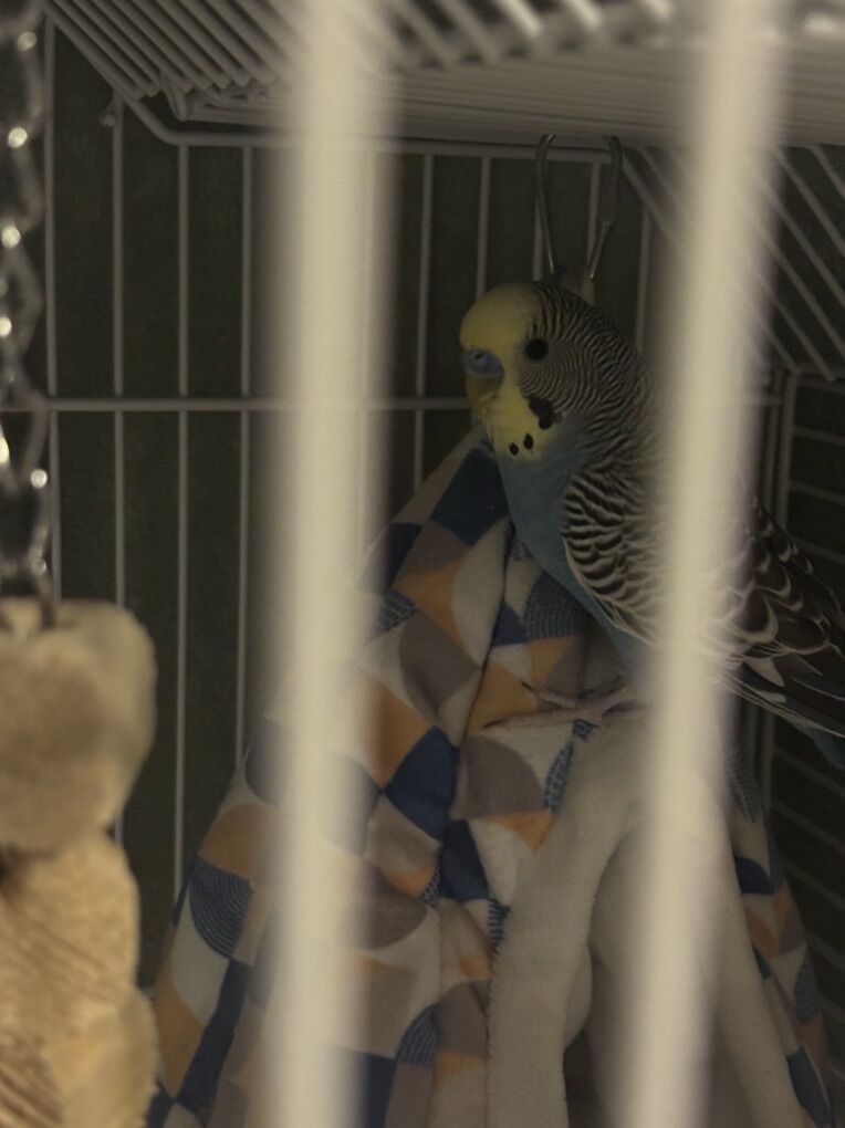 2 Parakeets & cage