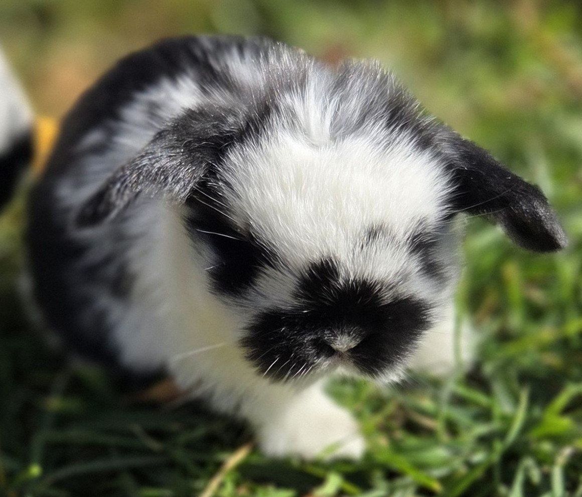 Baby Mini Lop Bunny Rabbits