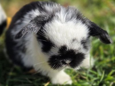 Baby Mini Lop Bunny Rabbits