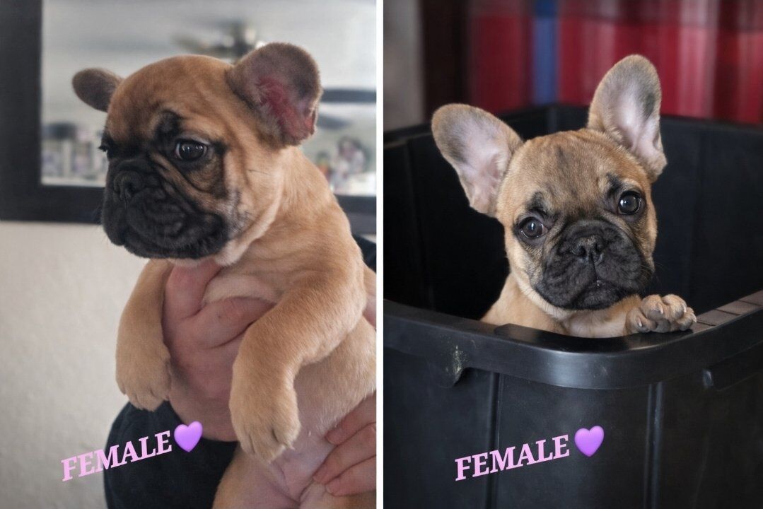 French Bulldog Puppies