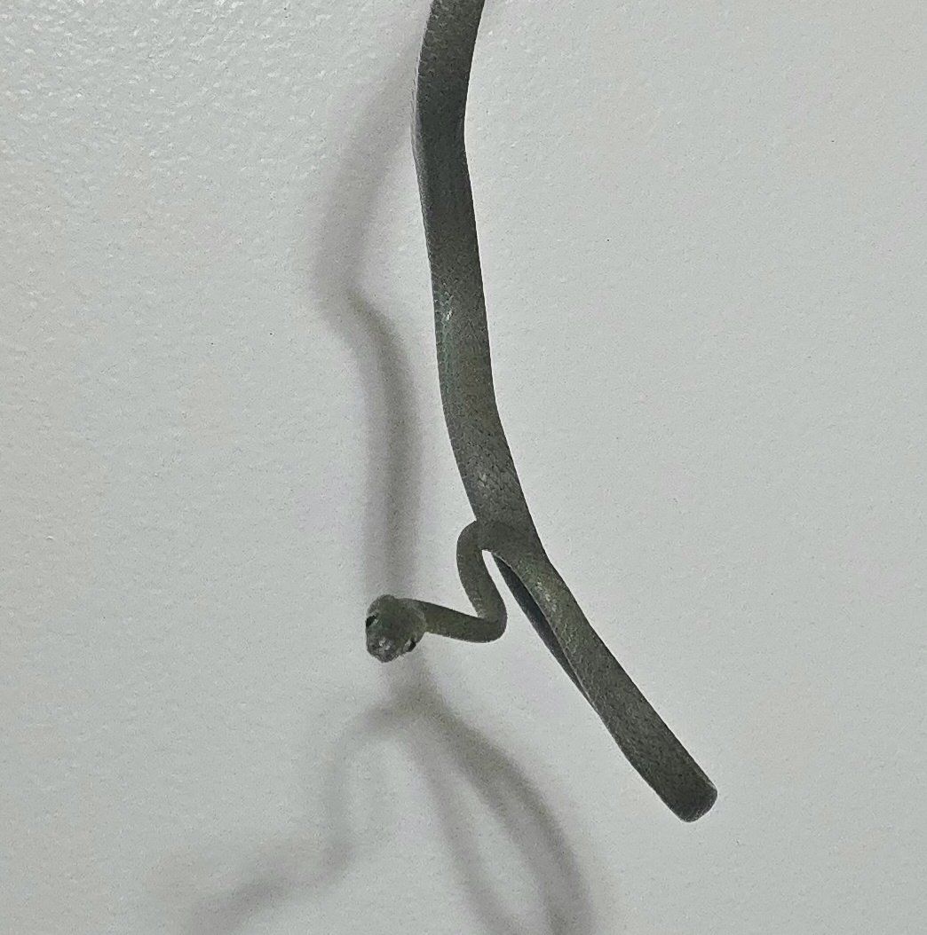 Green Cat Snake (Boiga cyanea) Sub-adult