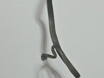 Green Cat Snake (Boiga cyanea) Sub-adult