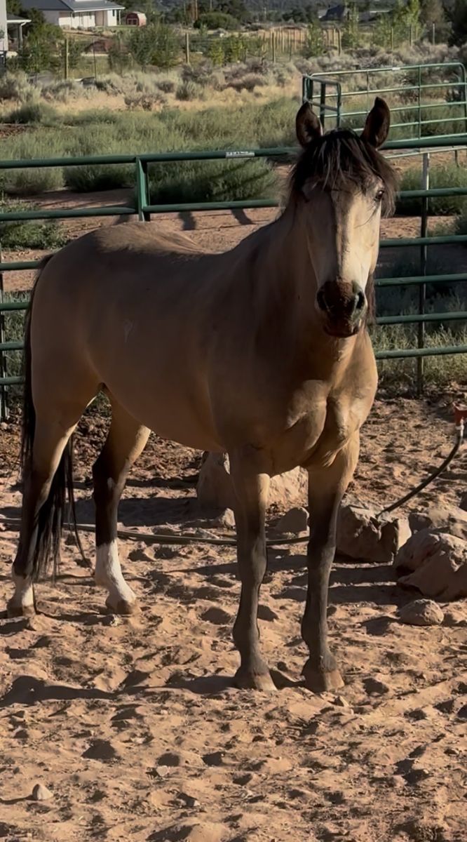 8 year old gelding