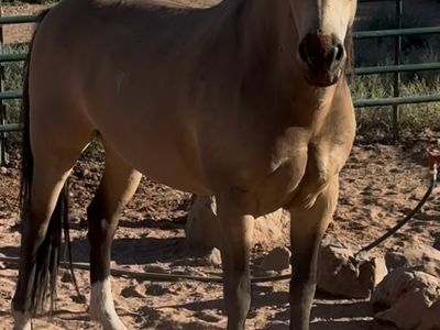 8 year old gelding