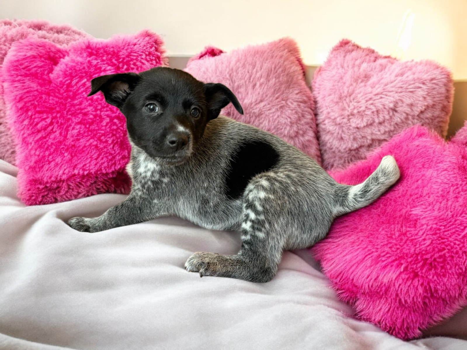 Kelpie/Heeler mix puppies