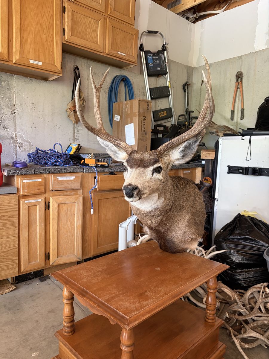 Deer mount
