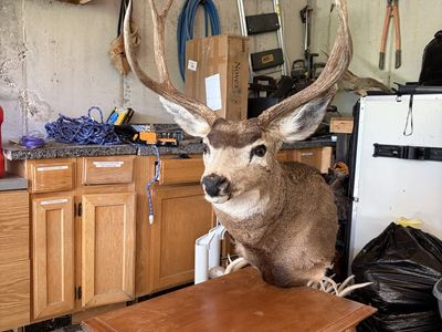 Deer mount