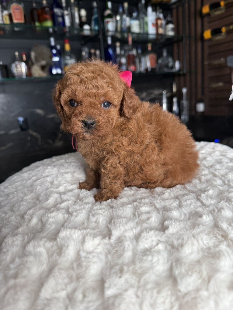 Tiny Teacup 5-7 Pound Poodle Babies