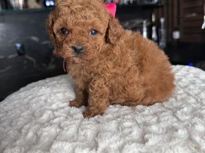 Tiny Teacup 5-7 Pound Poodle Babies