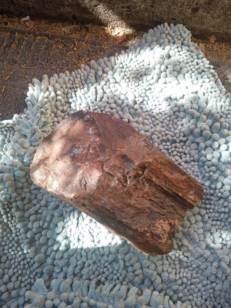 Large Polished Petrified Wood Specimen - Natural Stone Display Piece
