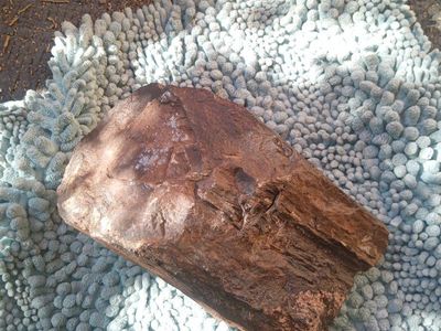 Large Polished Petrified Wood Specimen - Natural Stone Display Piece