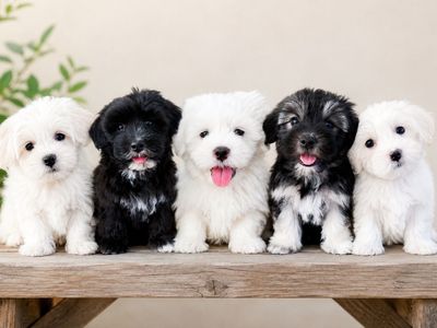 M/F Coton de Tulear Puppies - Hypoallergenic, Companion Dog, ESA, like Havanese, Shih Tzu, Maltese, Schnauzer, etc.
