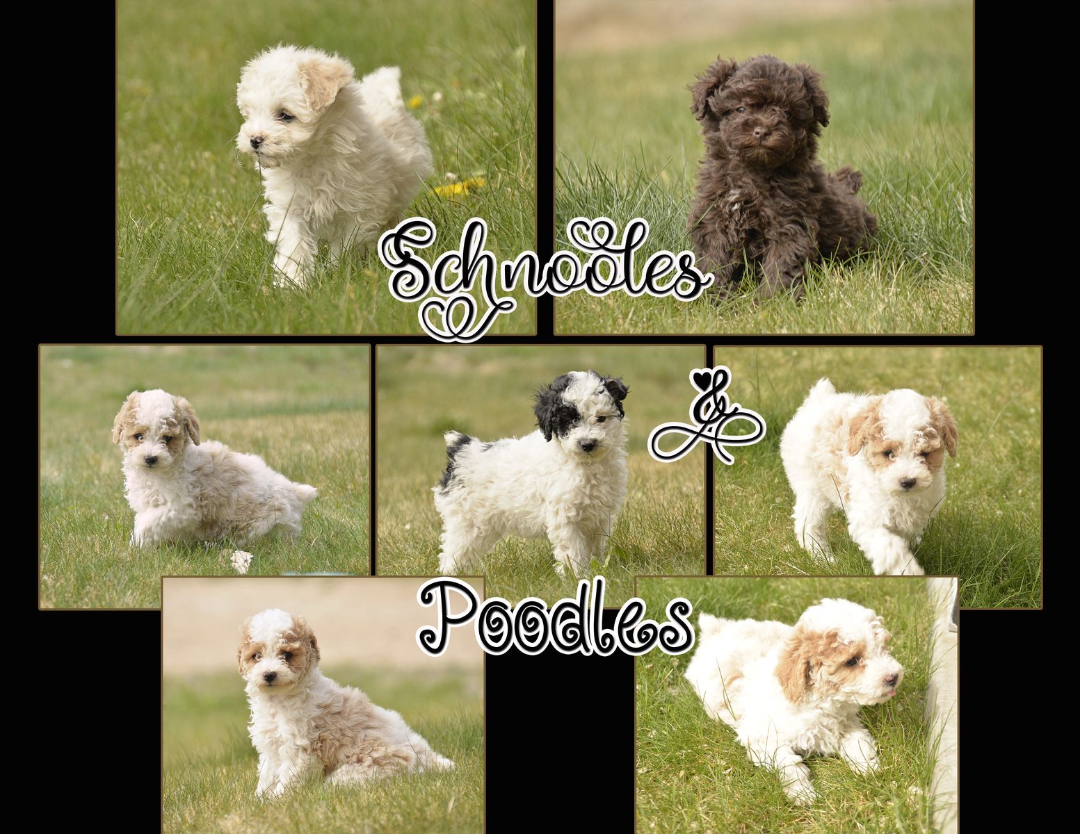 Schnoodle and purebred Poodle puppies