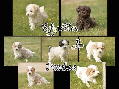 Schnoodle and purebred Poodle puppies