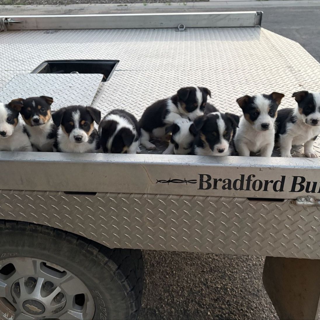Cowboy Corgi Puppies