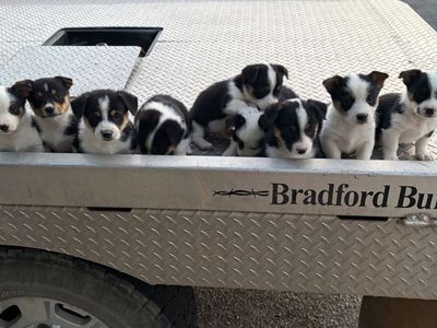 Cowboy Corgi Puppies