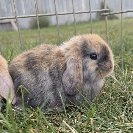 Purebred Holland Lop