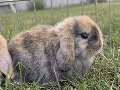 Purebred Holland Lop