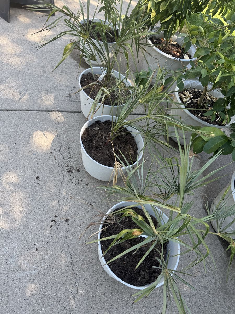 Windmill palms $40 for all three