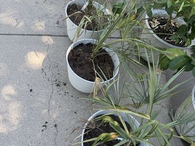 Windmill palms $40 for all three