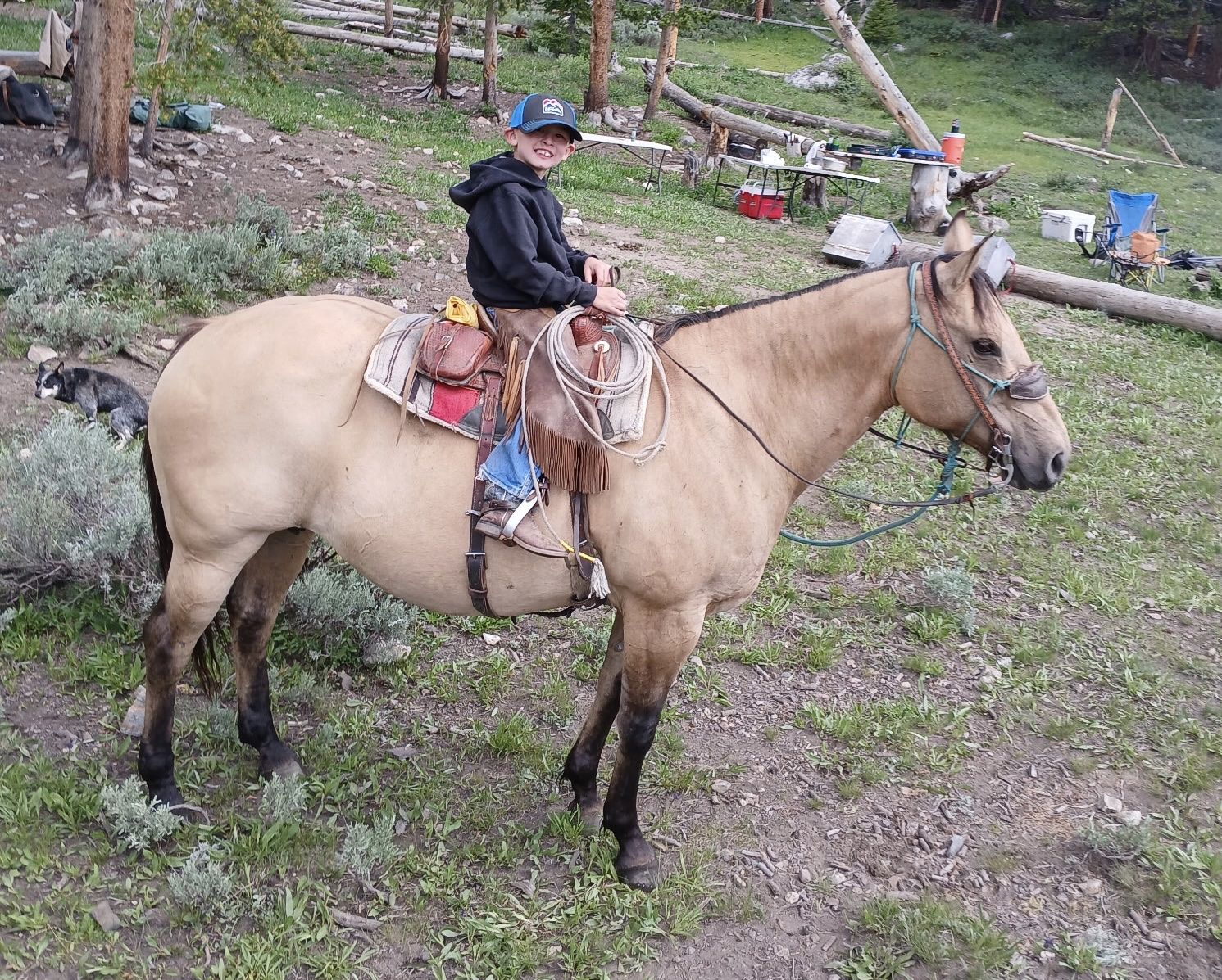 Awesome All Around Mare For Sale