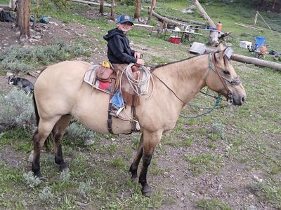 Awesome All Around Mare For Sale