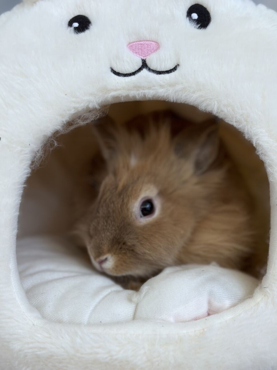 Beautiful Brown Female Lionhead Bunny