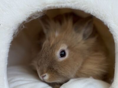 Beautiful Brown Female Lionhead Bunny