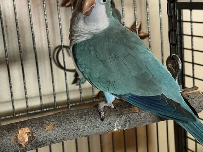 2 bonded blue Quaker parrots