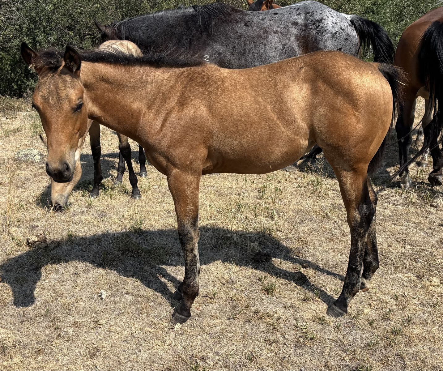 2026 Buckskin Filly "Winnie"