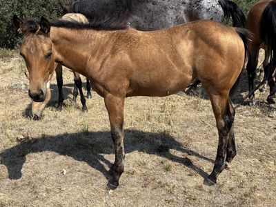 2026 Buckskin Filly "Winnie"