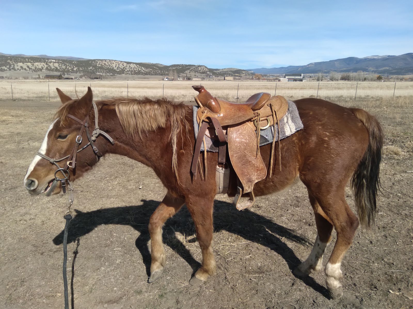 Missouri Fox Trotter