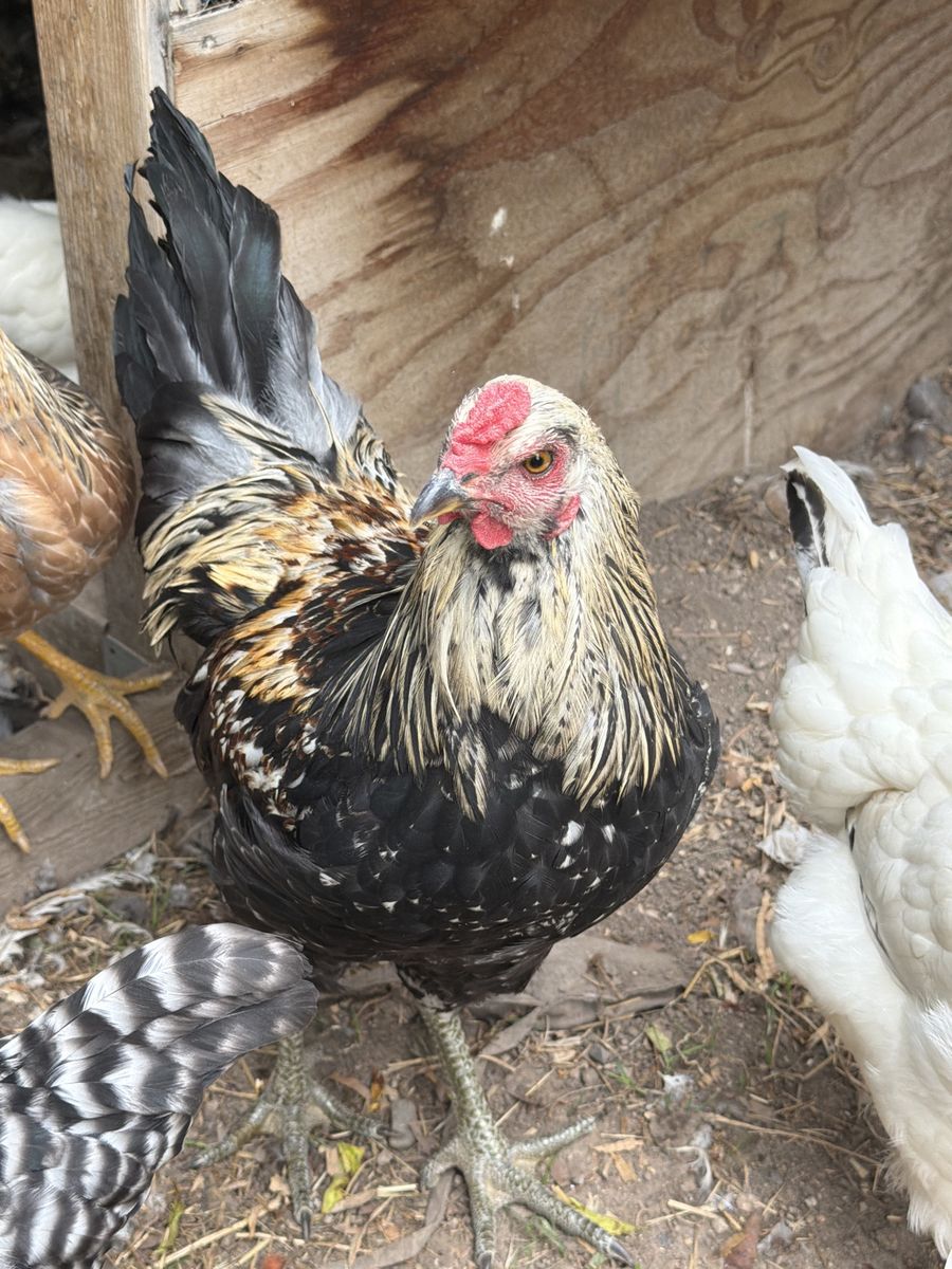 Live Rooster - 5-Month-Old Black/Gold/White Feathered Male Chicken
