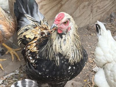 Live Rooster - 5-Month-Old Black/Gold/White Feathered Male Chicken
