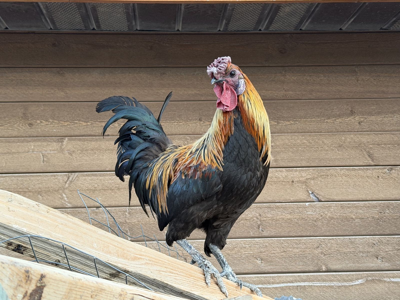 Free Roosters